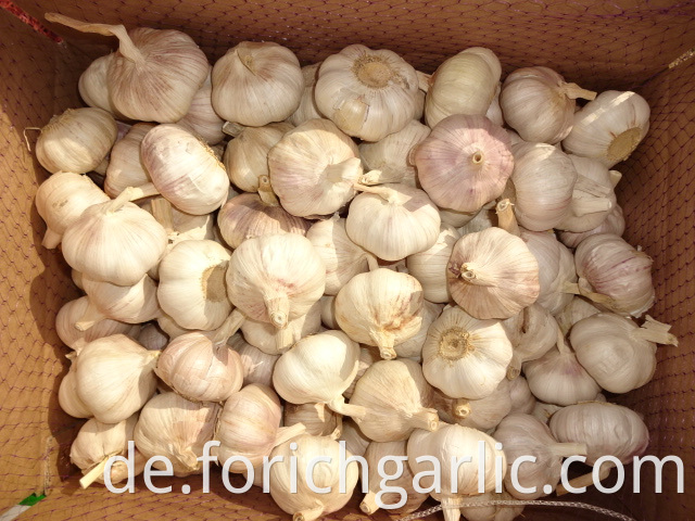 Fresh Normal Garlic Best Quality
